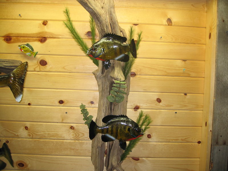 Bluegill Mounts