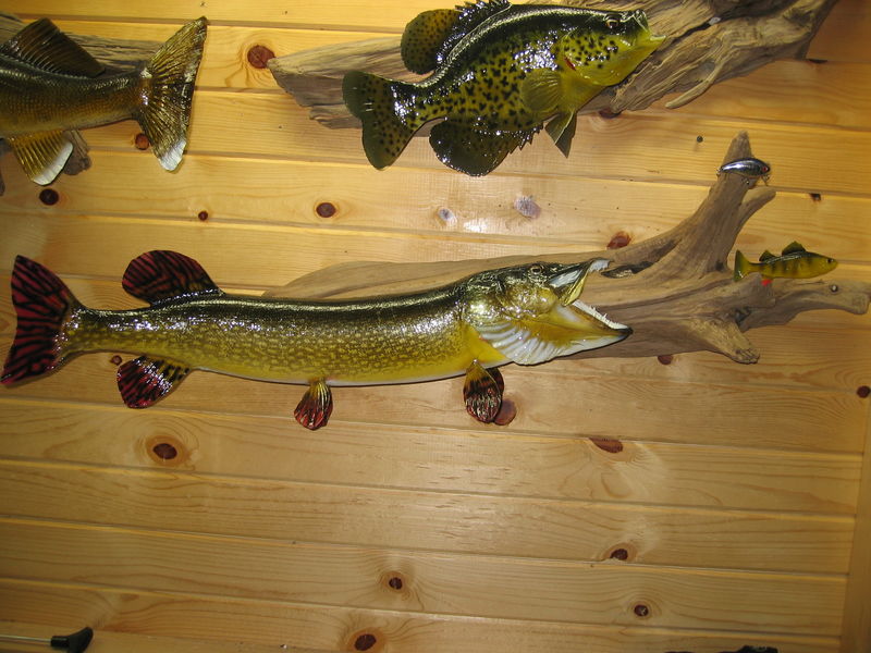 Northern Pike Mounts